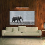 Roaming Elephant (Aluminum Print // 30"L x 20"H)