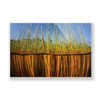 Embrace the Reeds (Plexi Print // 30"L x 20"H)
