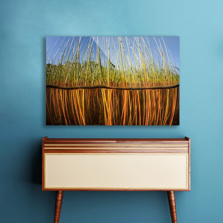 Embrace the Reeds (Plexi Print // 30"L x 20"H)