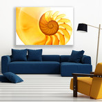 Gold Nautilus (Plexi Print // 30"L x 20"H)