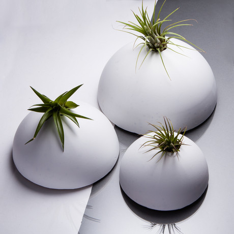 Airplant Wall Pods // Set of 3