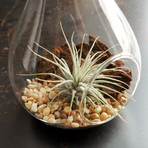 Air Plant Terrarium // Tear Drop