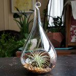 Air Plant Terrarium // Tear Drop