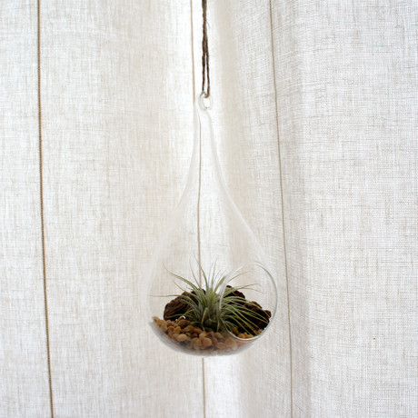 Air Plant Terrarium // Tear Drop