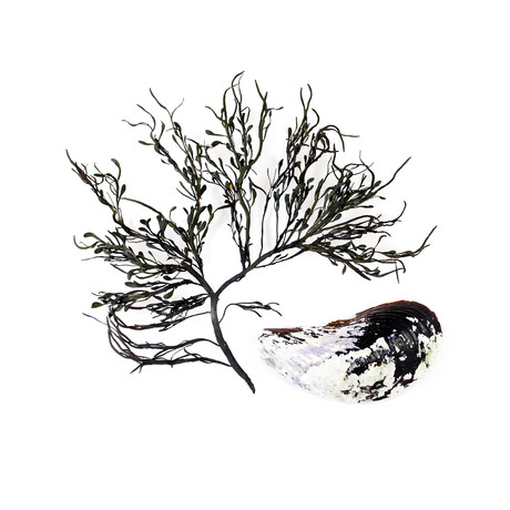 Rockweed and Mussel (8"L x 8"H)