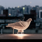 Haoshi // Dove Light (Version 1)