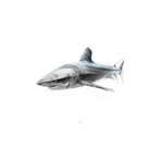 Shark 1 (18"W x 24"H x 2"D)