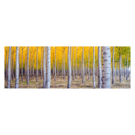 Birch Trees