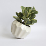 Hexo Planter (White)