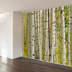 Birch Forest Wall Mural Decal (4 Panels // 93" Width)