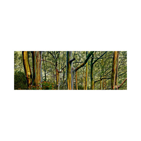 Rainbow Eucalyptus Forest // Maui (8"H x 24"L)