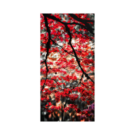 Red Japanese Maple // Pacific Northwest (10"H x 8"L)