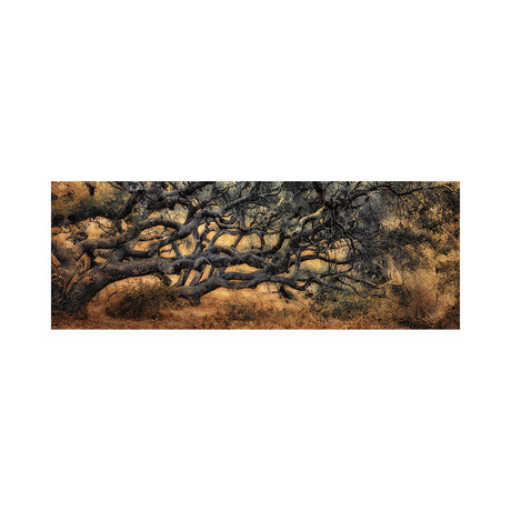 California Coastal Oak (10"H x 24"L)