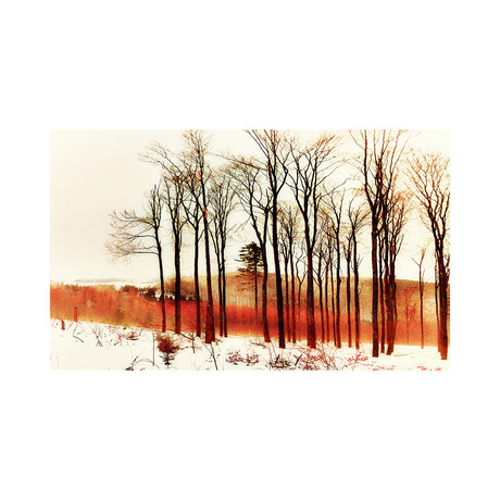 Red Forest // Alsace // France (8"H x 8"L)
