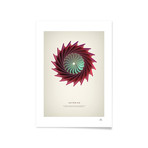 Asterias // Framed Print (16"L x 20"H)