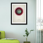 Asterias // Framed Print (16"L x 20"H)