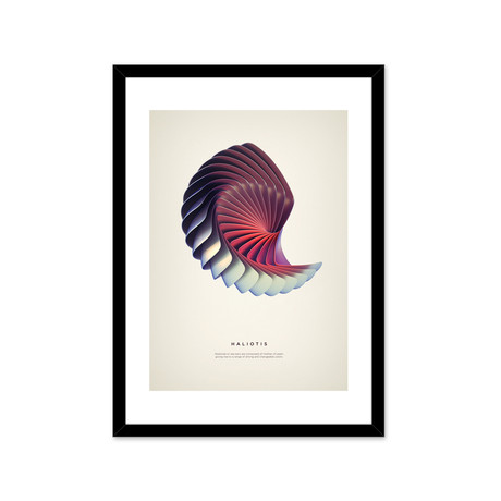 Haliotis // Framed Print (16"L x 20"H)