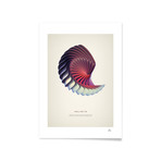 Haliotis // Framed Print (16"L x 20"H)