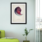 Haliotis // Framed Print (16"L x 20"H)