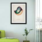 Nautilus // Framed Print (16"L x 20"H)