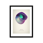 Trochus // Framed Print (16"L x 20"H)