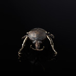 Megalorrhina Beetle Desk Sculpture