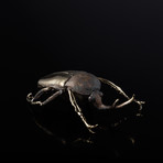 Megalorrhina Beetle Desk Sculpture