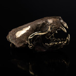 Neovision Mink Skull