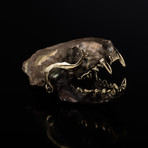 Neovision Mink Skull