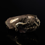 Neovision Mink Skull