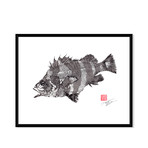 Red Banded Rockfish (16"W x 13"H)