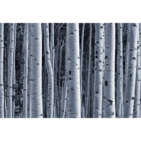 Aspen Birch Forest