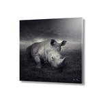 Rhino // Acrylic Print (16"L x 16"H)