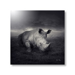 Rhino // Acrylic Print (16"L x 16"H)