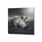 Rhino // Aluminum Print (16"L x 16"H)