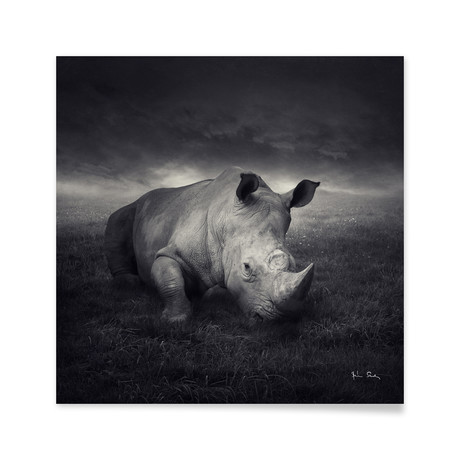 Rhino // Aluminum Print (16"L x 16"H)