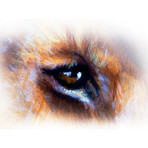 Eye Of The Lion (30"W x 24"H x 1.5"D)