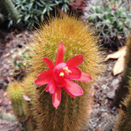 Dusty Trail // Cactus Flower + Sage + Dirt