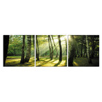 Sunlight Trees (Set of 3 - 20 x 20)