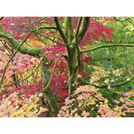 Westonbirt Aboretum (18"H x24"L)