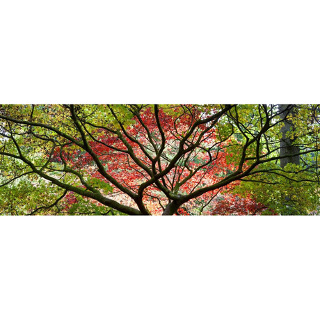 Westonbirt Arboretum // Panoramic (12"H" x 36"L)