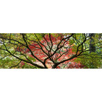 Westonbirt Arboretum // Panoramic (12"H" x 36"L)