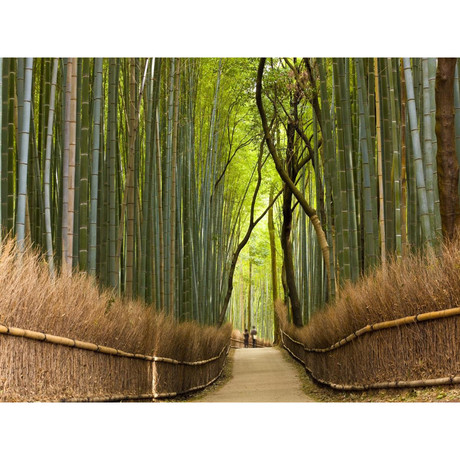 Path Through Bamboo Forest, Kyoto, Japan (18"H x24"L)