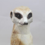 Meerkat