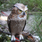 Eagle Owl