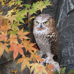 Eagle Owl