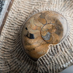 Ammonite Fossil Plate