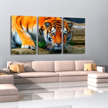 Staring Tiger - Metal Wildlife Art - Touch of Modern