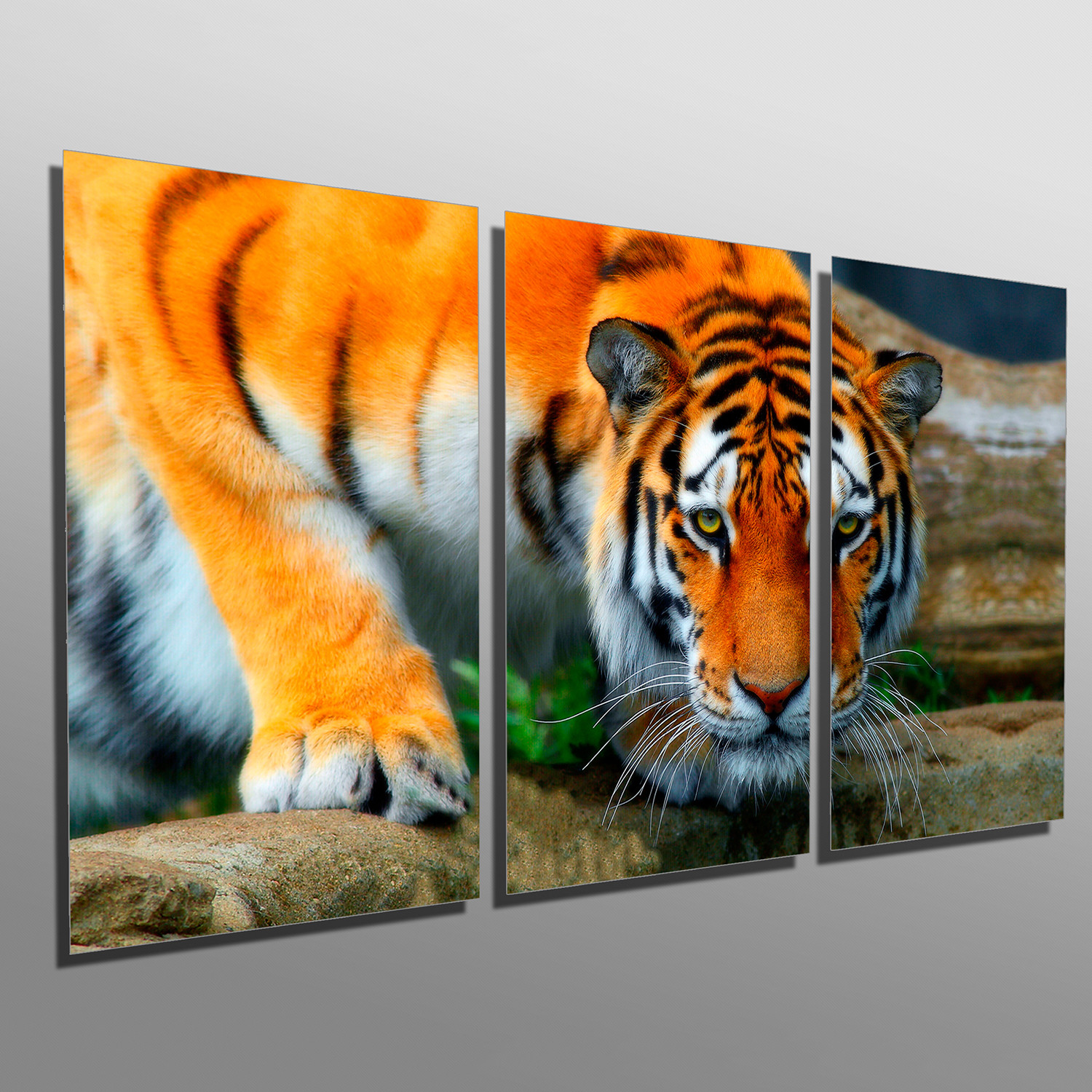 Staring Tiger - Metal Wildlife Art - Touch of Modern