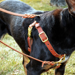 Connected Control Harness // Tan (Small Dog)